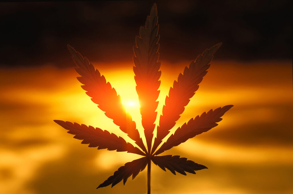 Cannabis Or Marijuana Leaf Silhouette In Sunlight. Marijuana